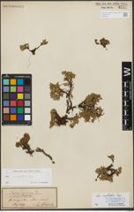 Foto von Salix serpyllifolia Scop.